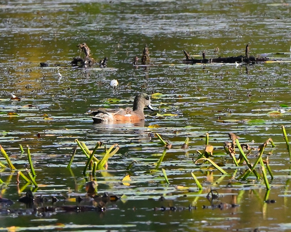 American Wigeon - ML642389122