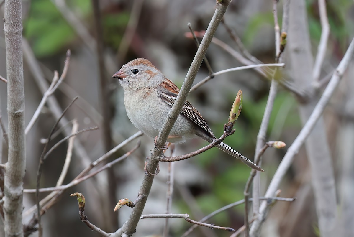 ヒメドリ - ML642389124