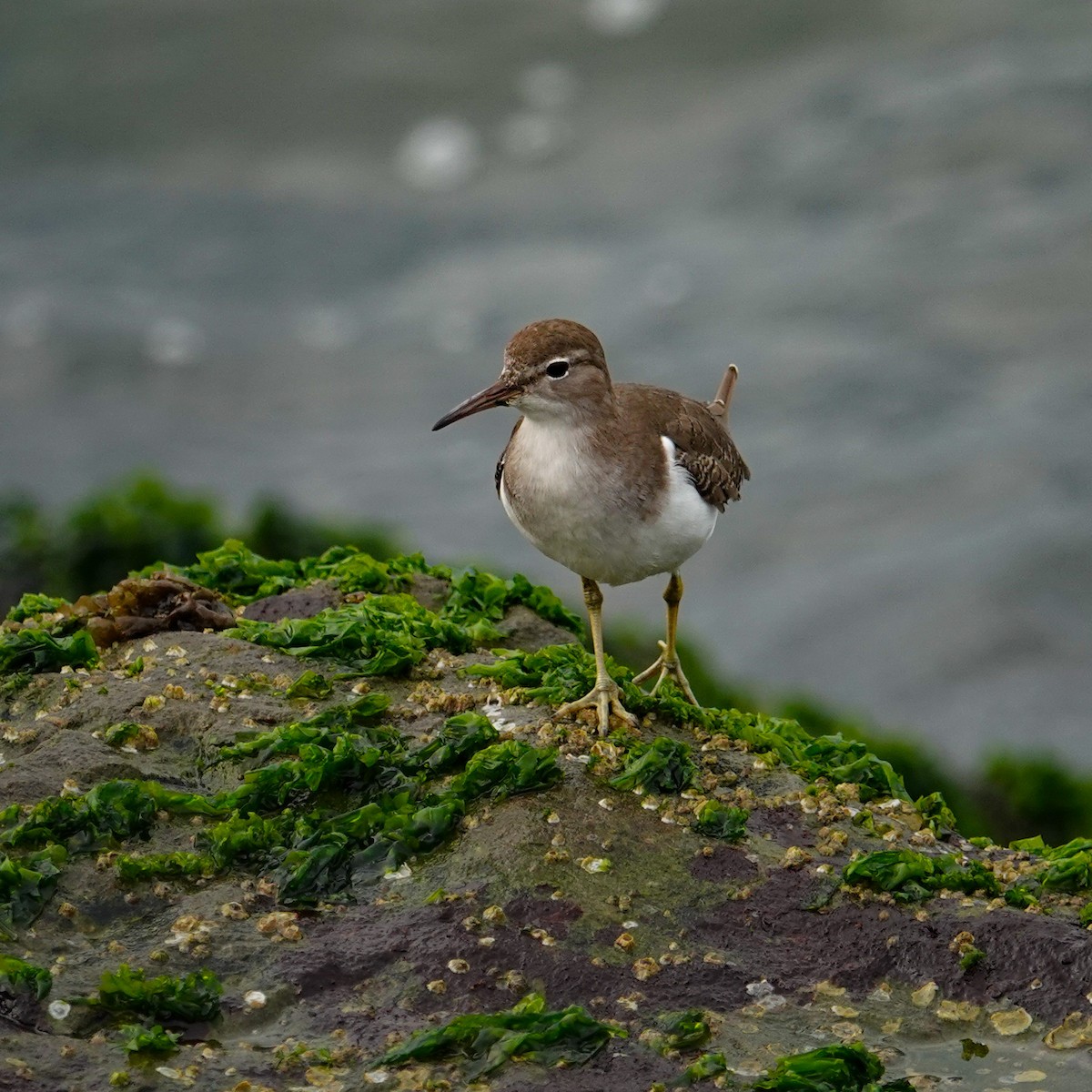Spotted Sandpiper - ML642389125