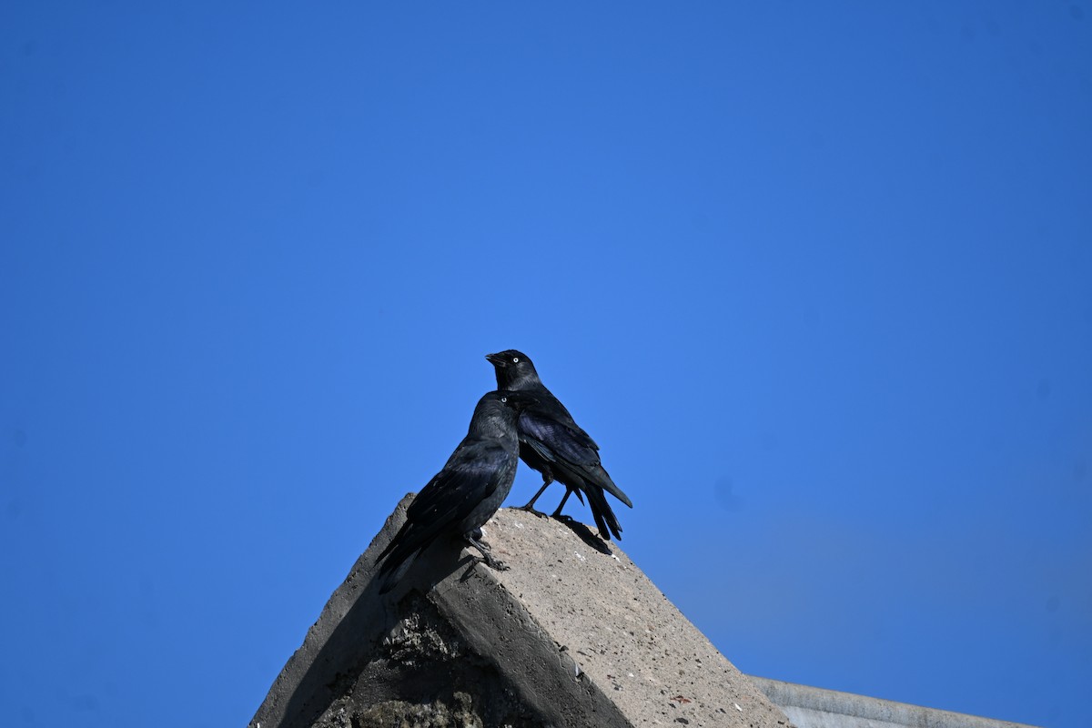 Eurasian Jackdaw - ML642389128
