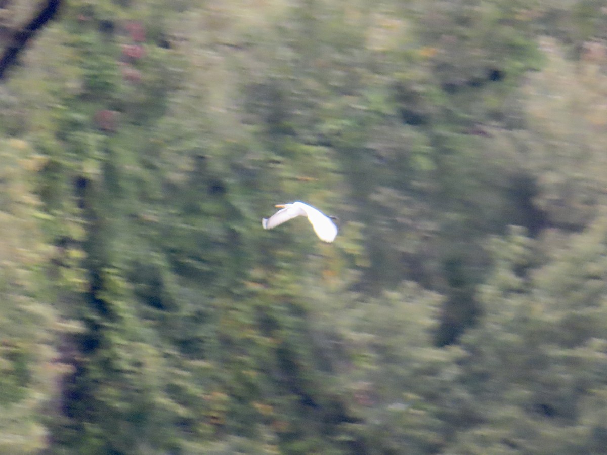 Great Egret - ML642389133