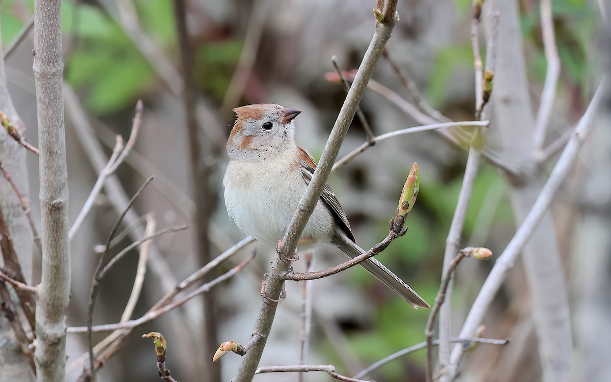 ヒメドリ - ML642389136