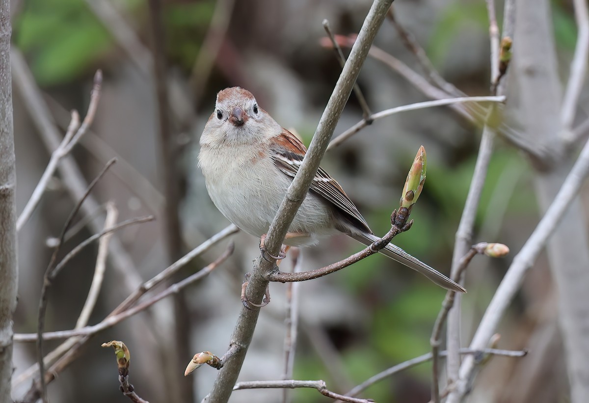 ヒメドリ - ML642389147