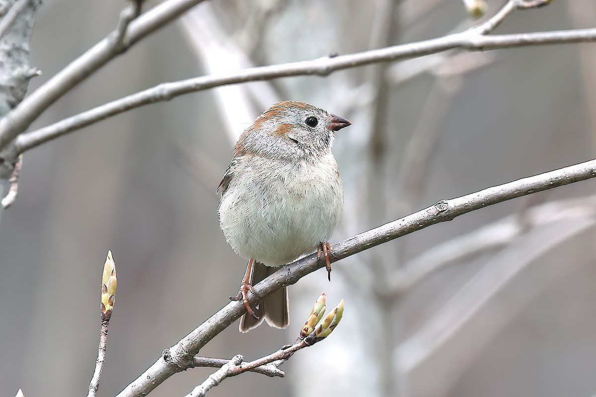 ヒメドリ - ML642389159