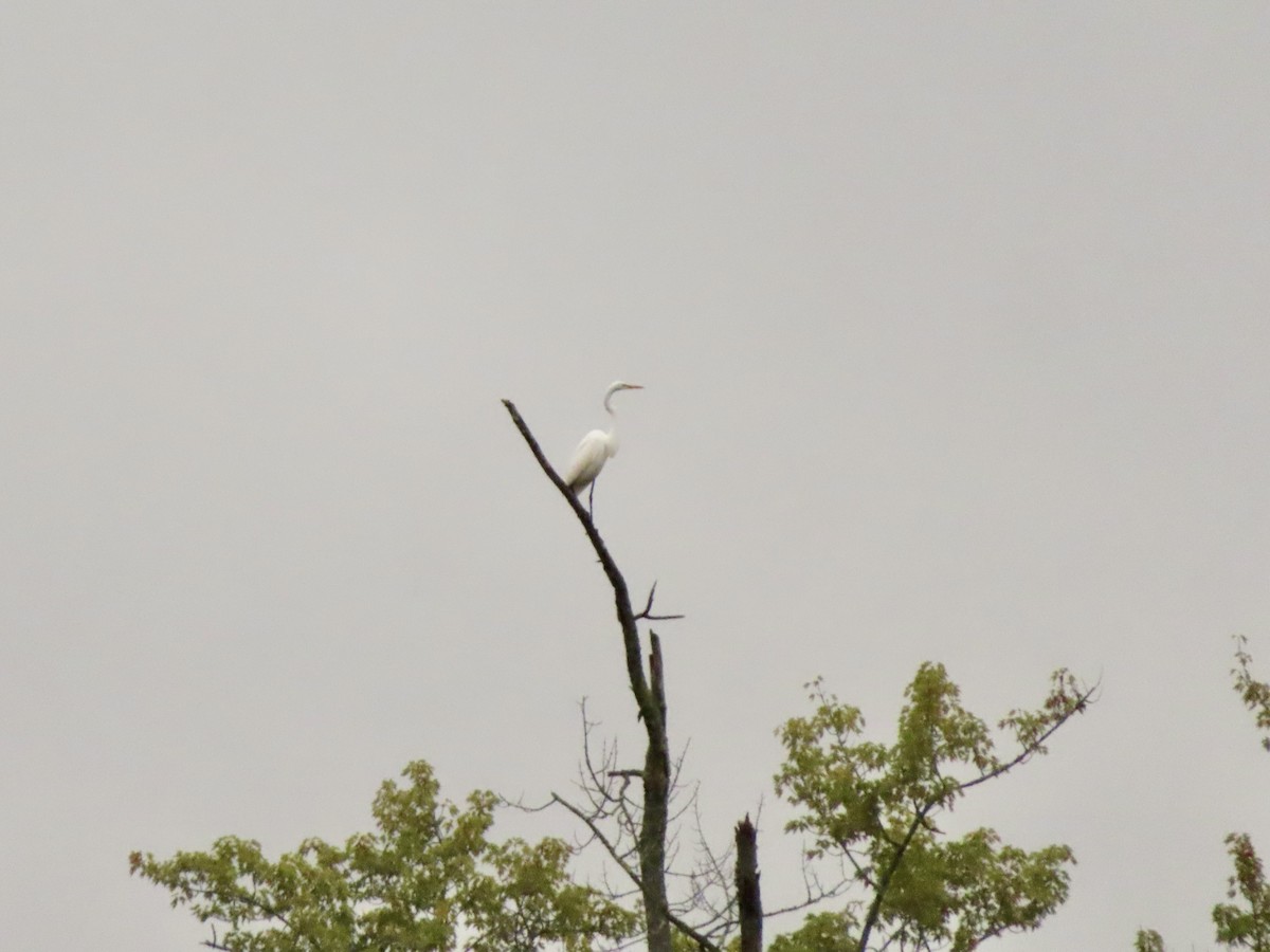 Great Egret - ML642389163