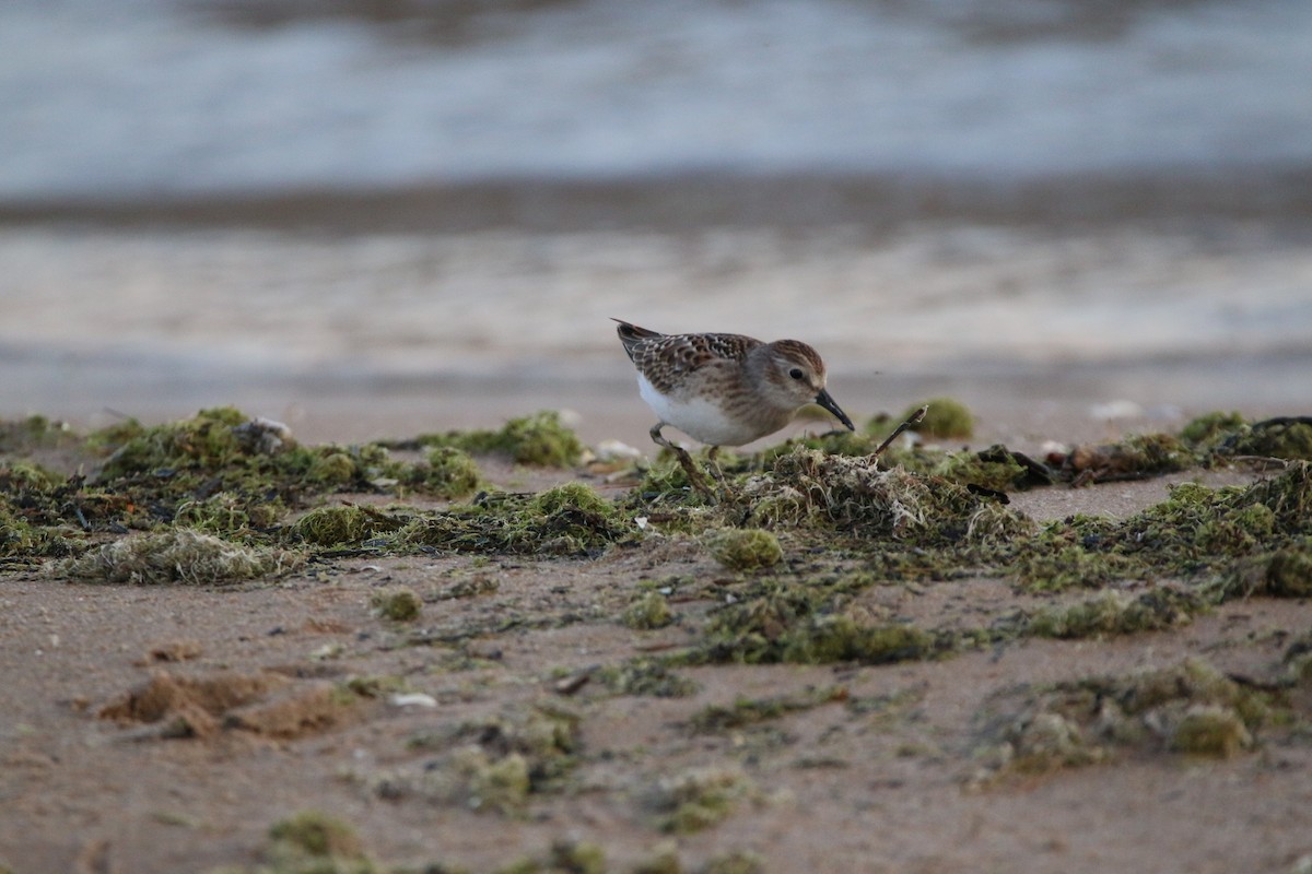 Least Sandpiper - ML642389168
