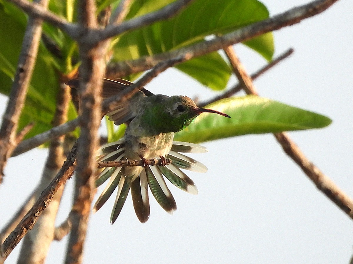 White-tailed Goldenthroat - ML642389170