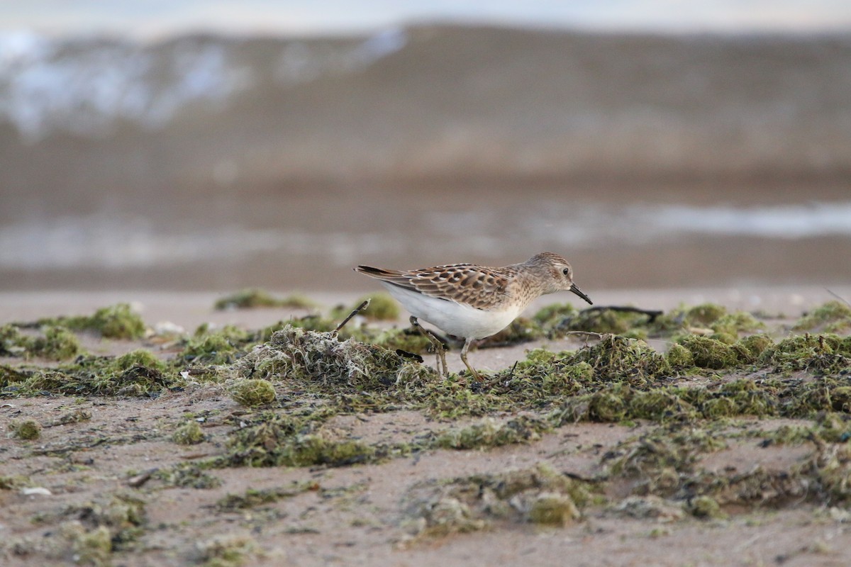 Least Sandpiper - ML642389171