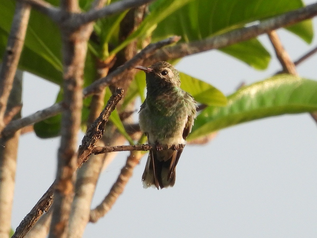 White-tailed Goldenthroat - ML642389172