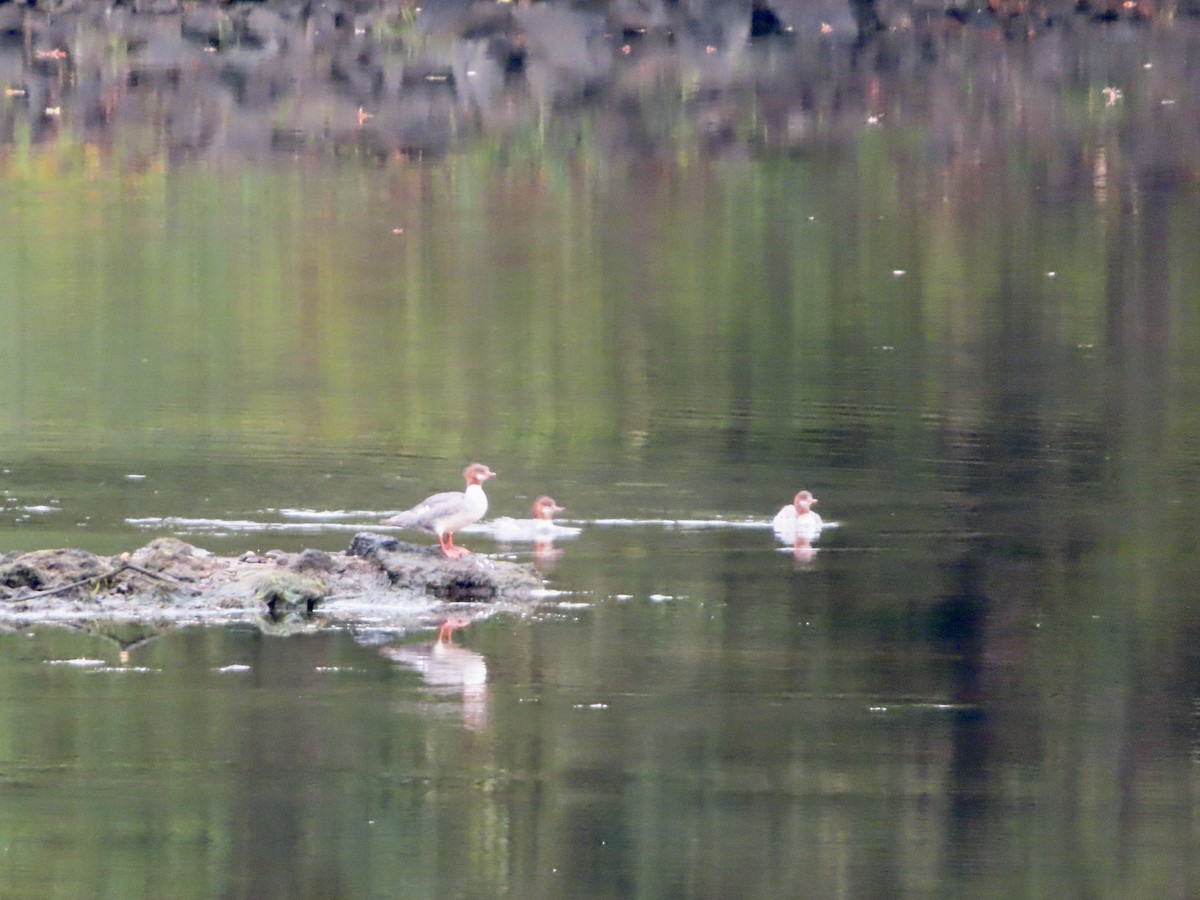 Common Merganser - ML642389173