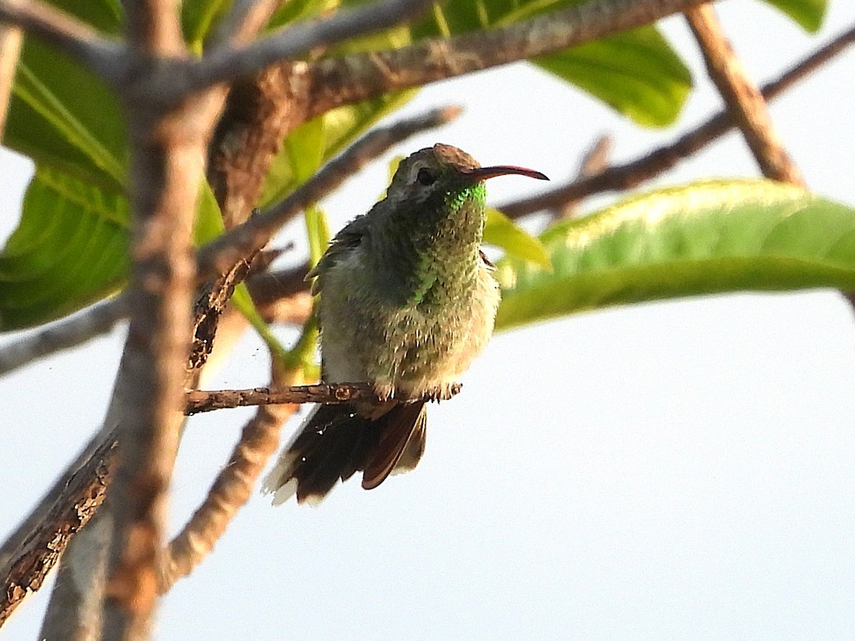 White-tailed Goldenthroat - ML642389174