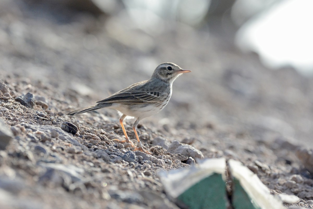Berthelot's Pipit - ML642389177
