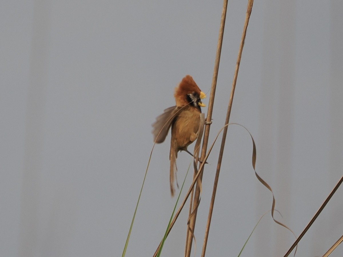 Black-breasted Parrotbill - ML642389188