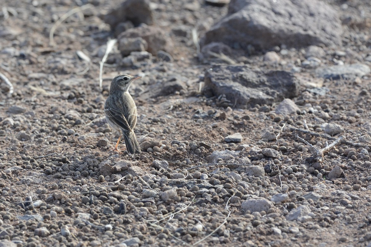 Berthelot's Pipit - ML642389189