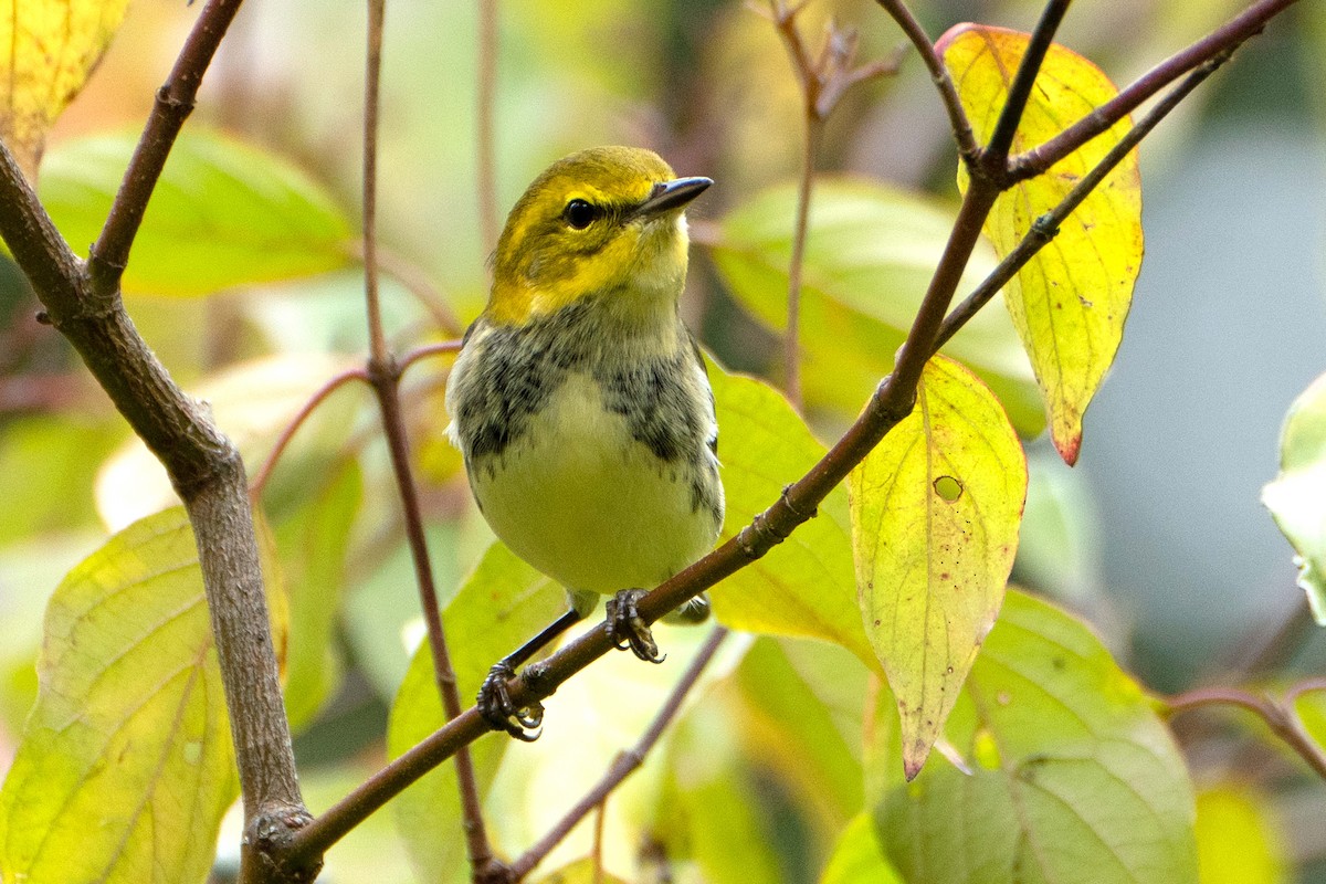 Black-throated Green Warbler - ML642389192