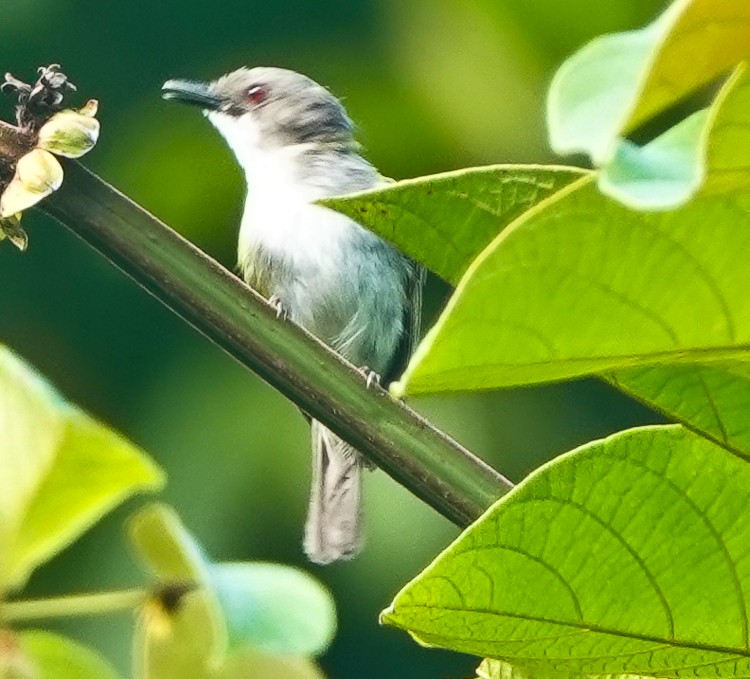 Green-backed Gerygone - ML642389195