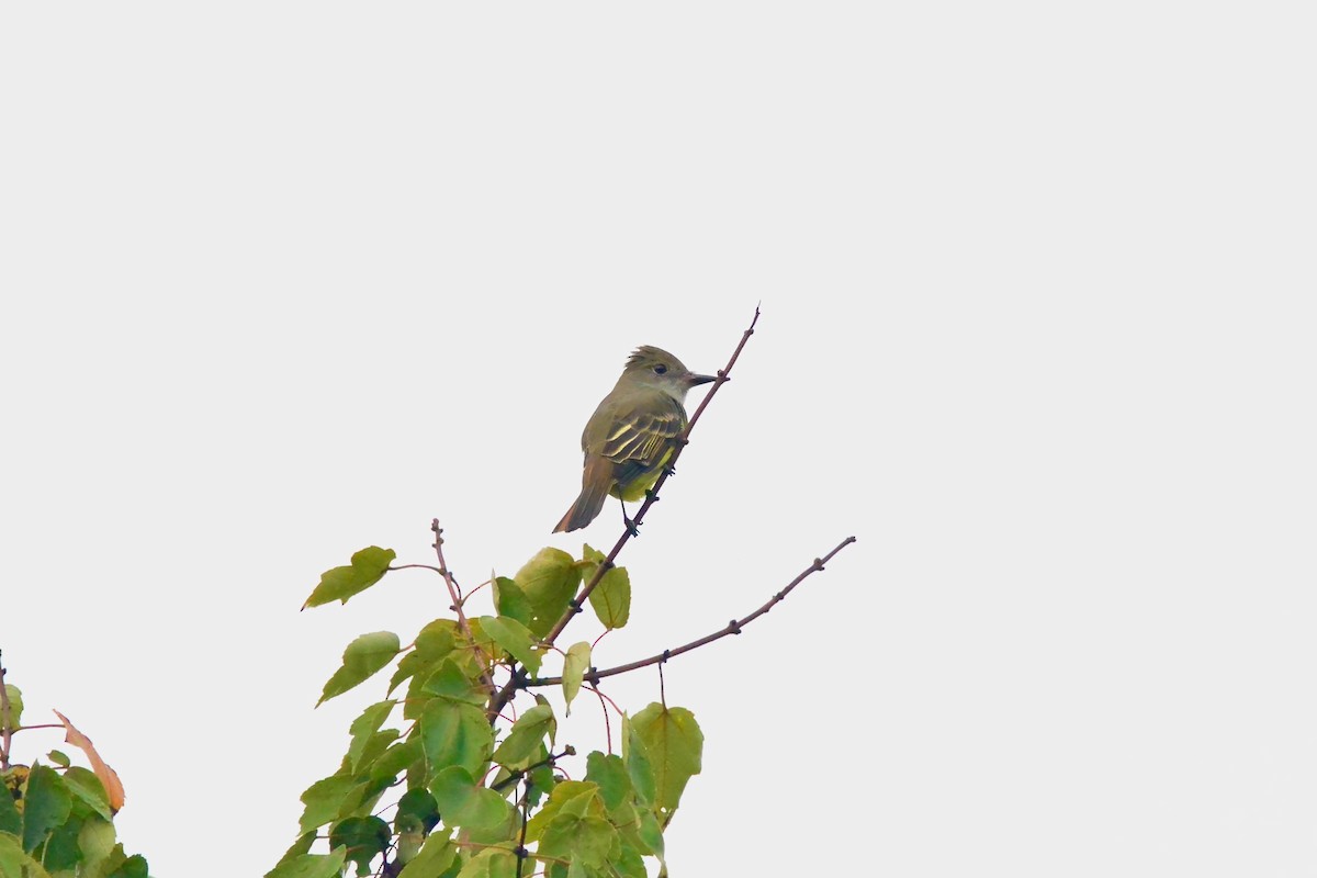 Great Crested Flycatcher - ML642389196