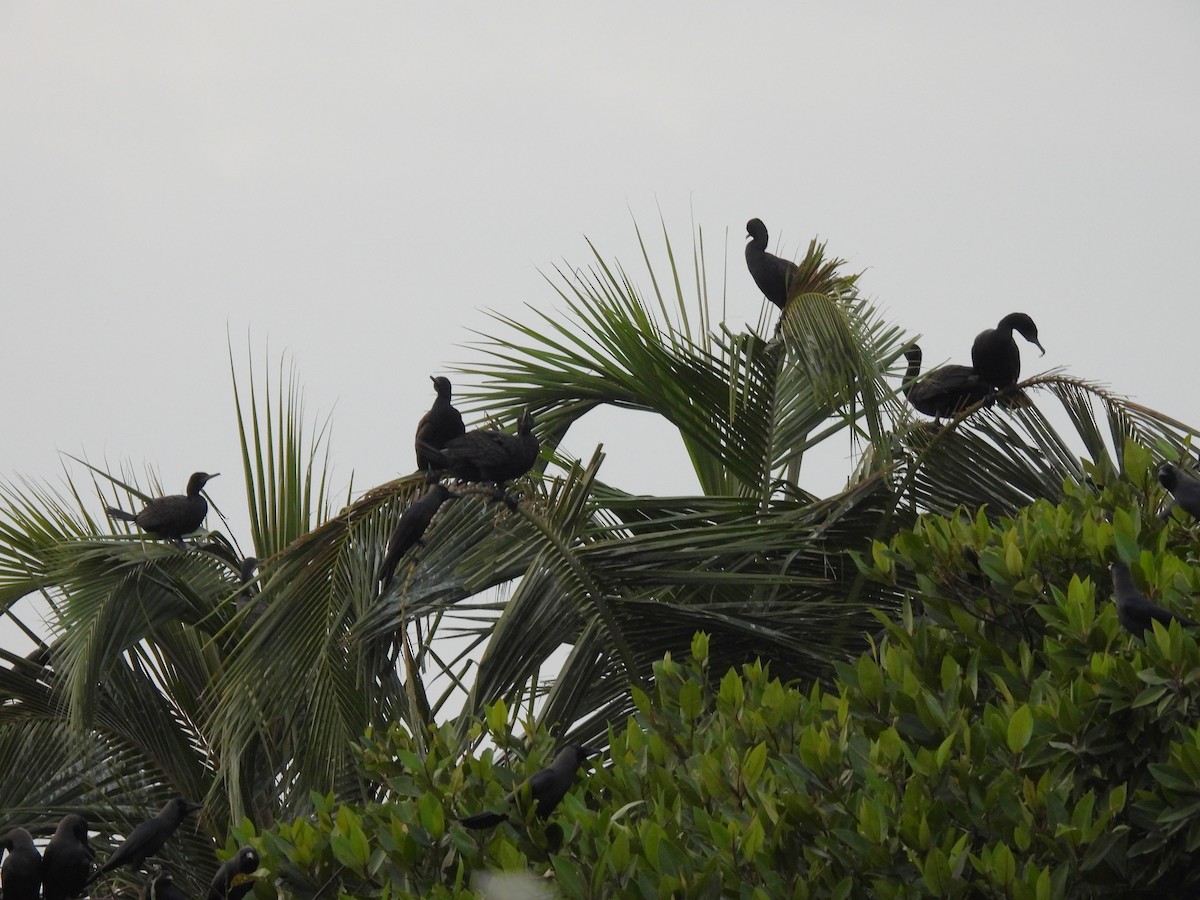Indian Cormorant - ML642389198