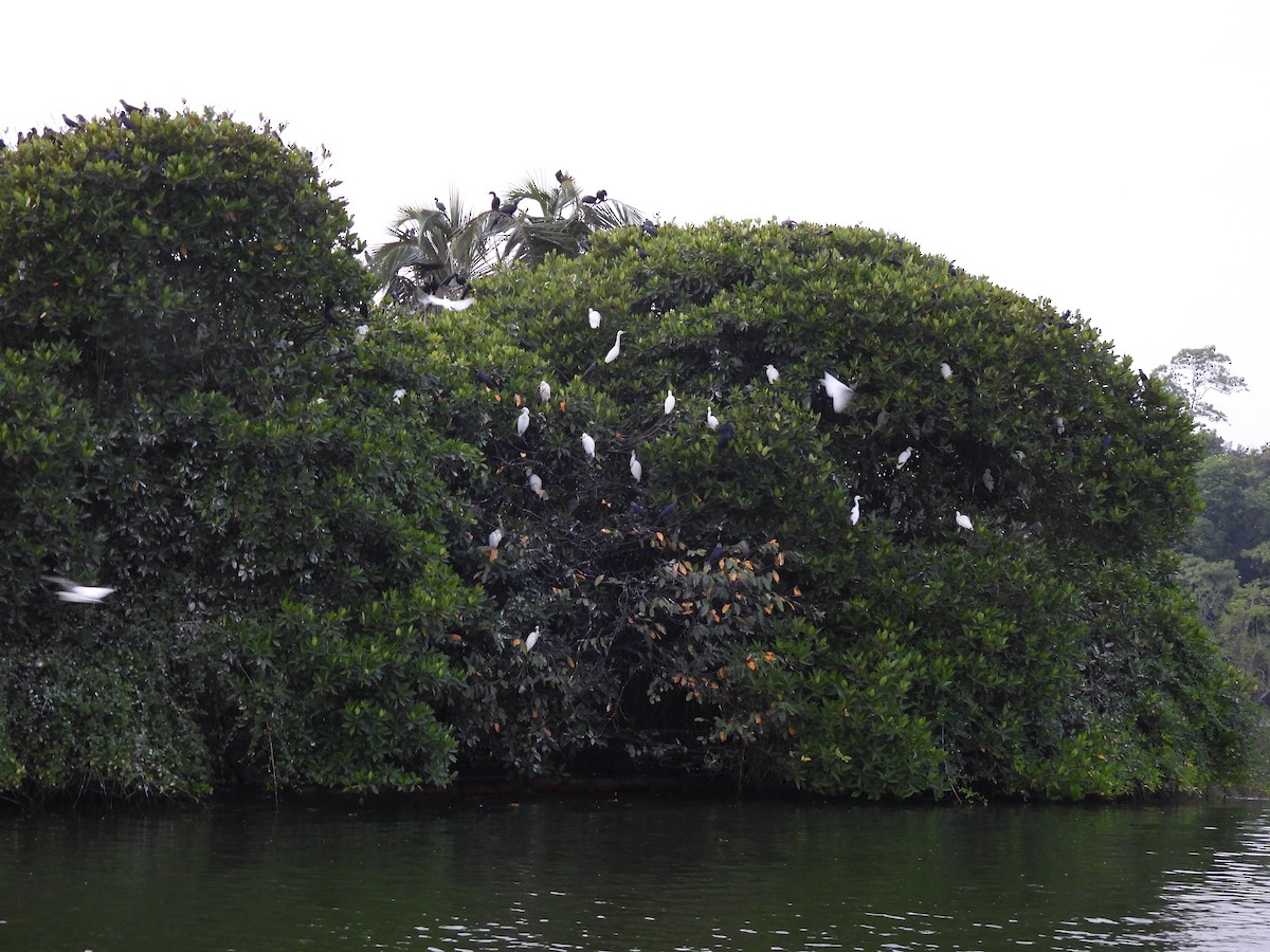 Indian Cormorant - ML642389199