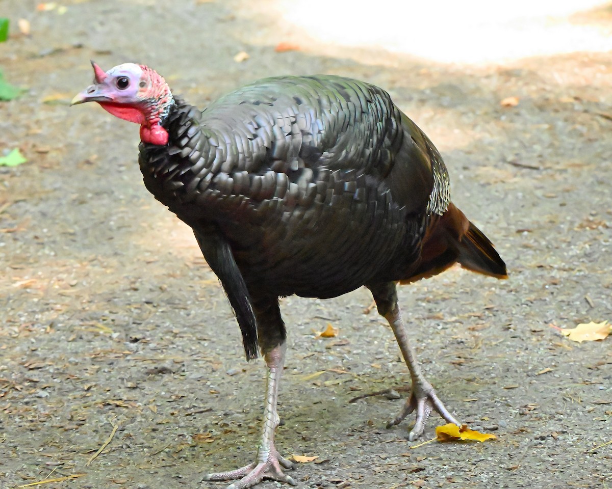 Wild Turkey - ML642389200