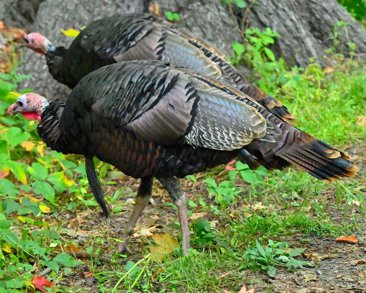 Wild Turkey - ML642389201