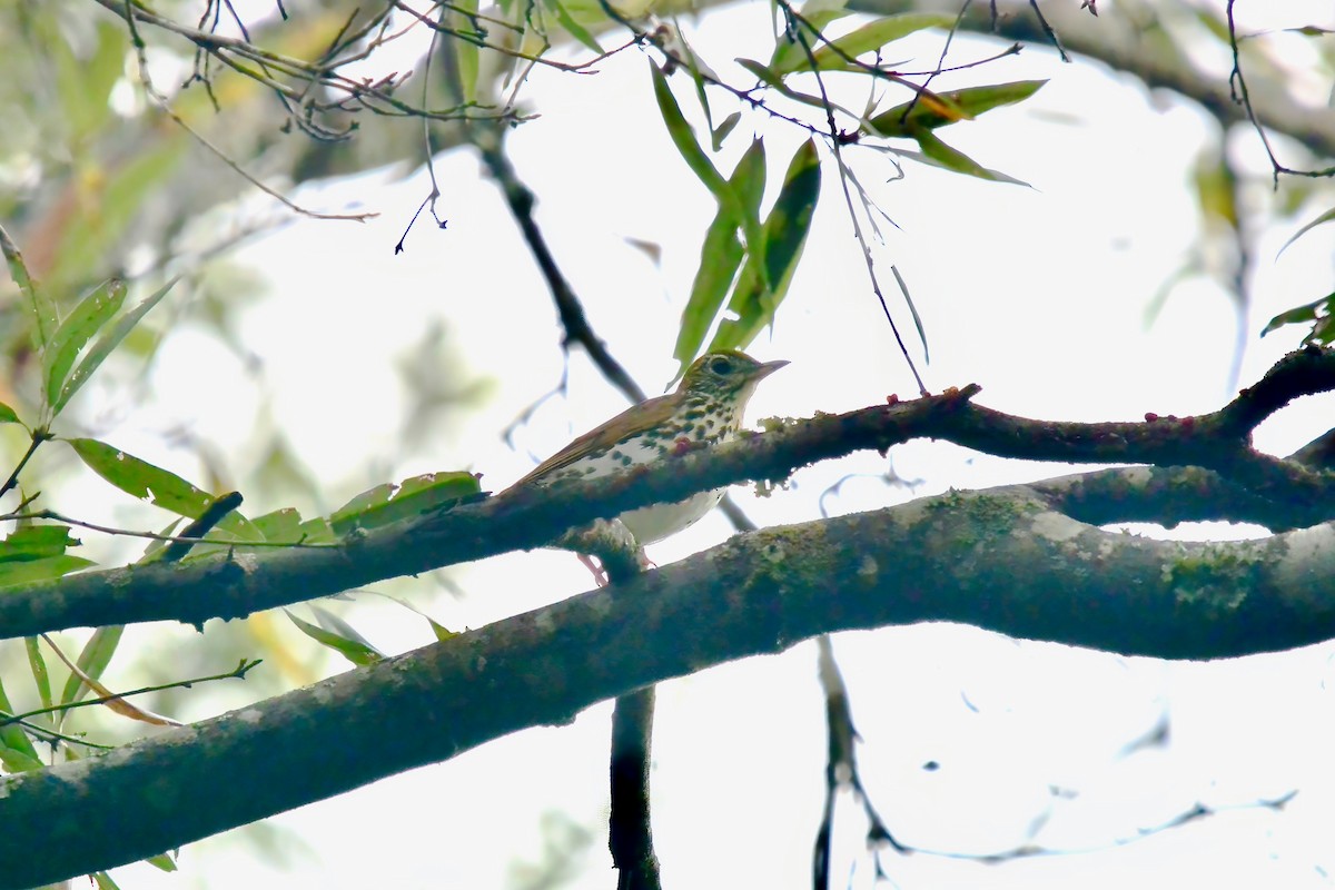 Wood Thrush - ML642389213