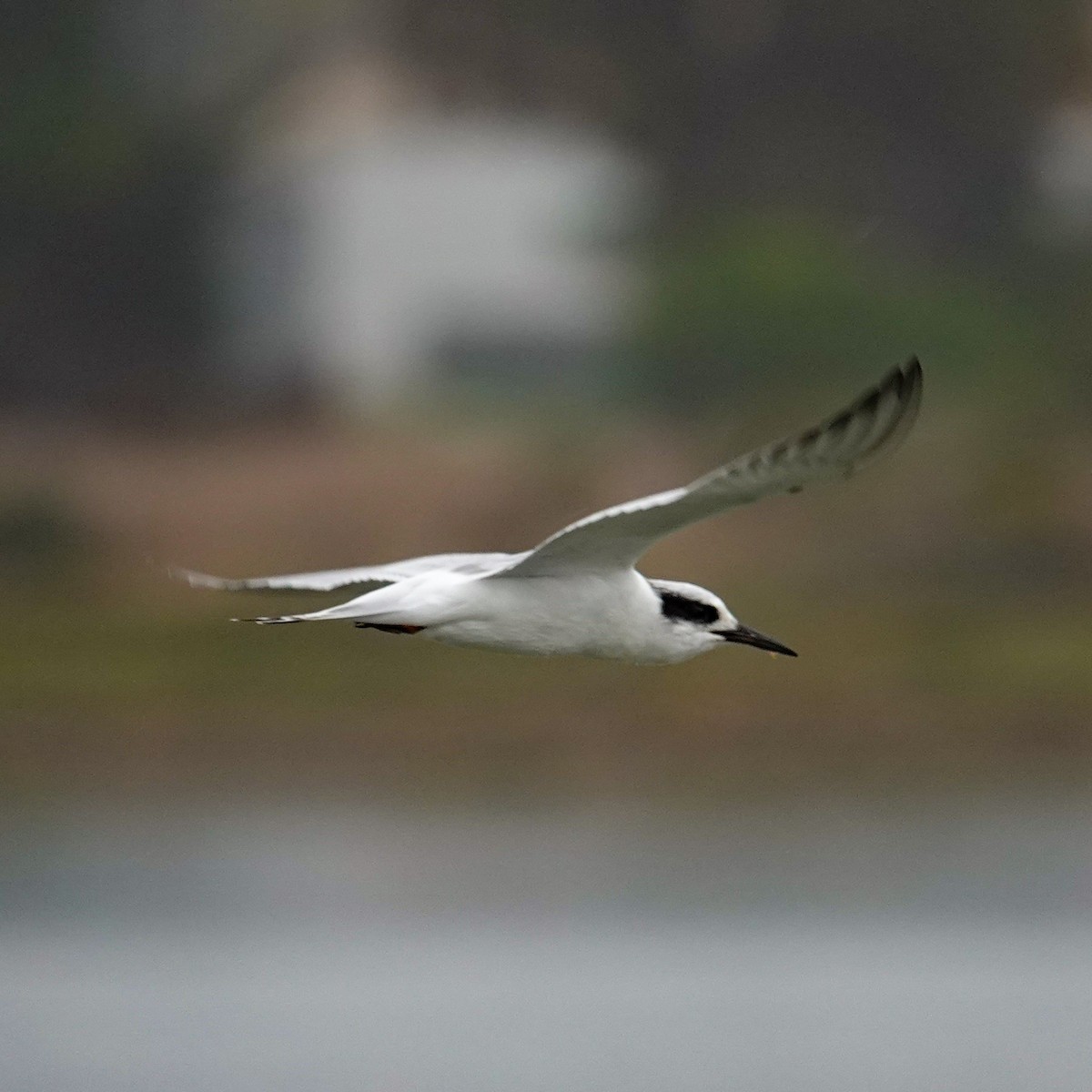 Forster's Tern - ML642389216