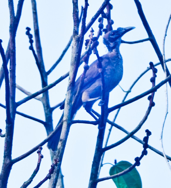 Helmeted Friarbird (New Guinea) - ML642389217
