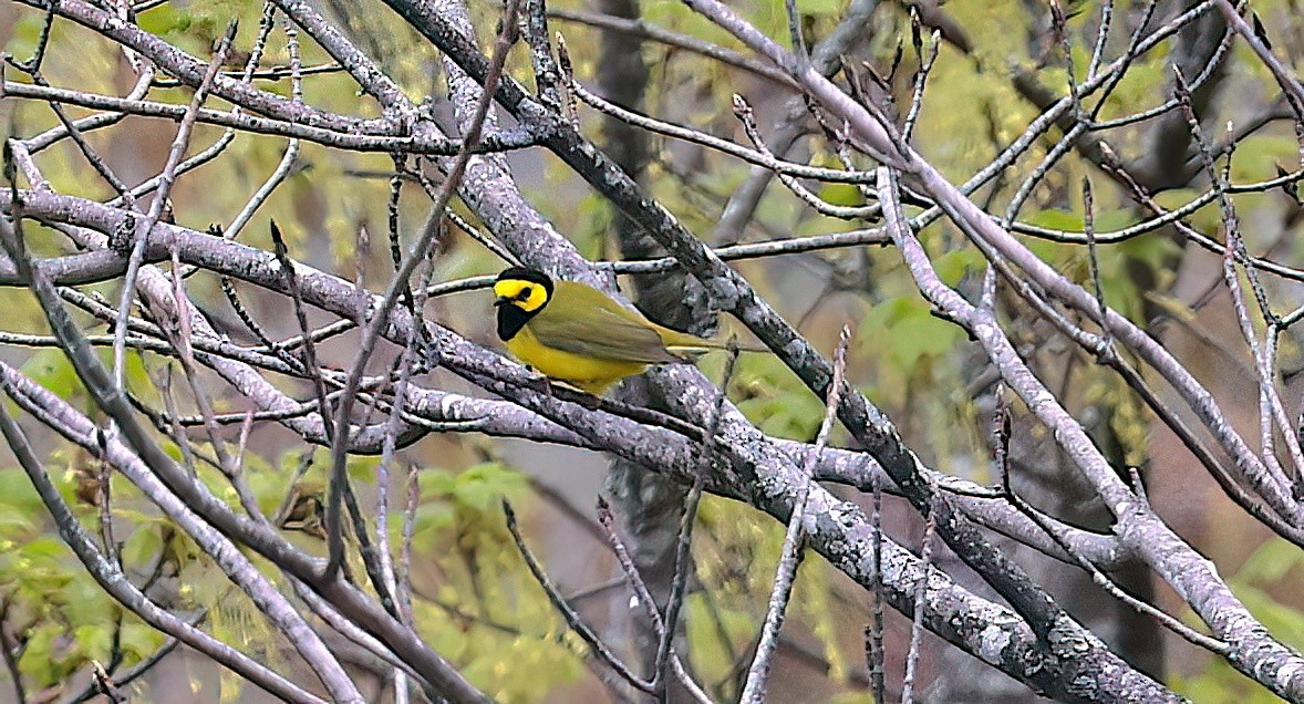 Hooded Warbler - ML642389219