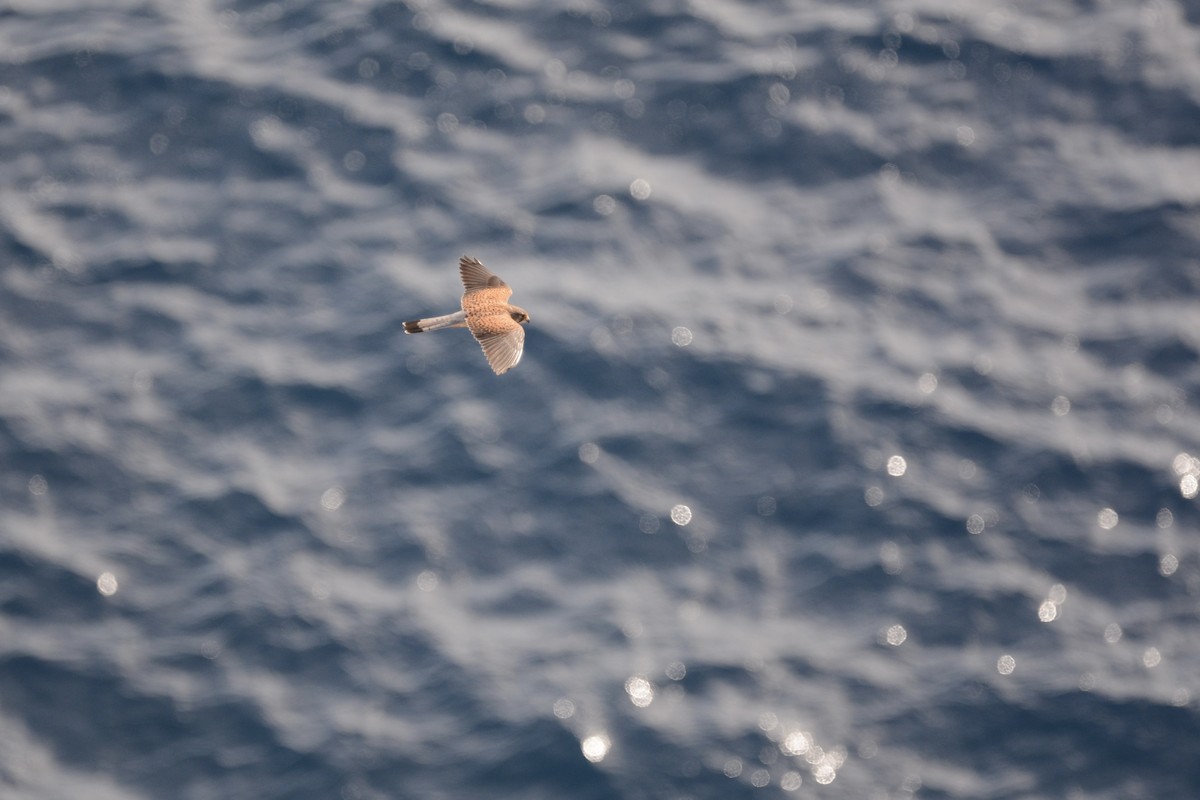 紅隼(canariensis/dacotiae) - ML642389220