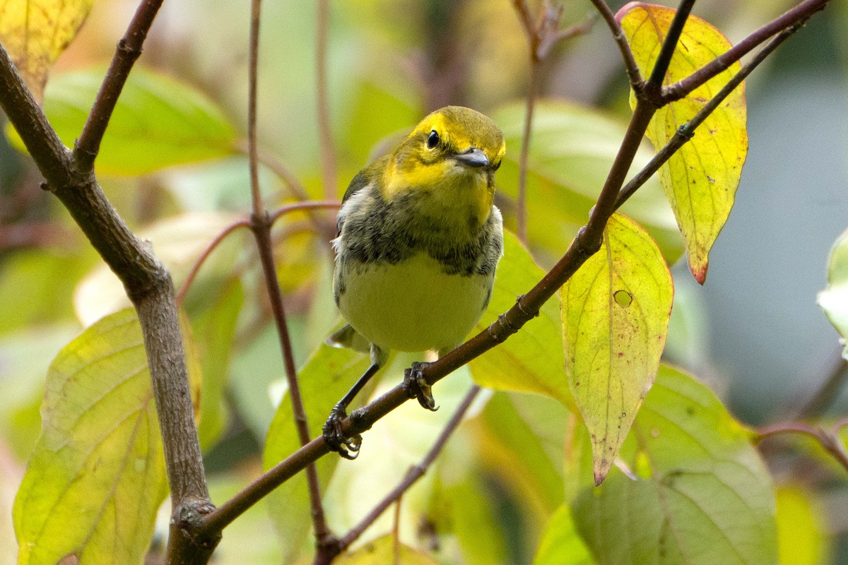 Black-throated Green Warbler - ML642389222