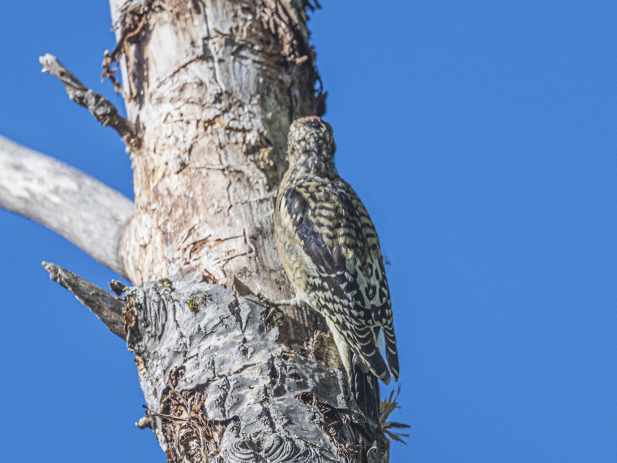 Yellow-bellied Sapsucker - ML642389230
