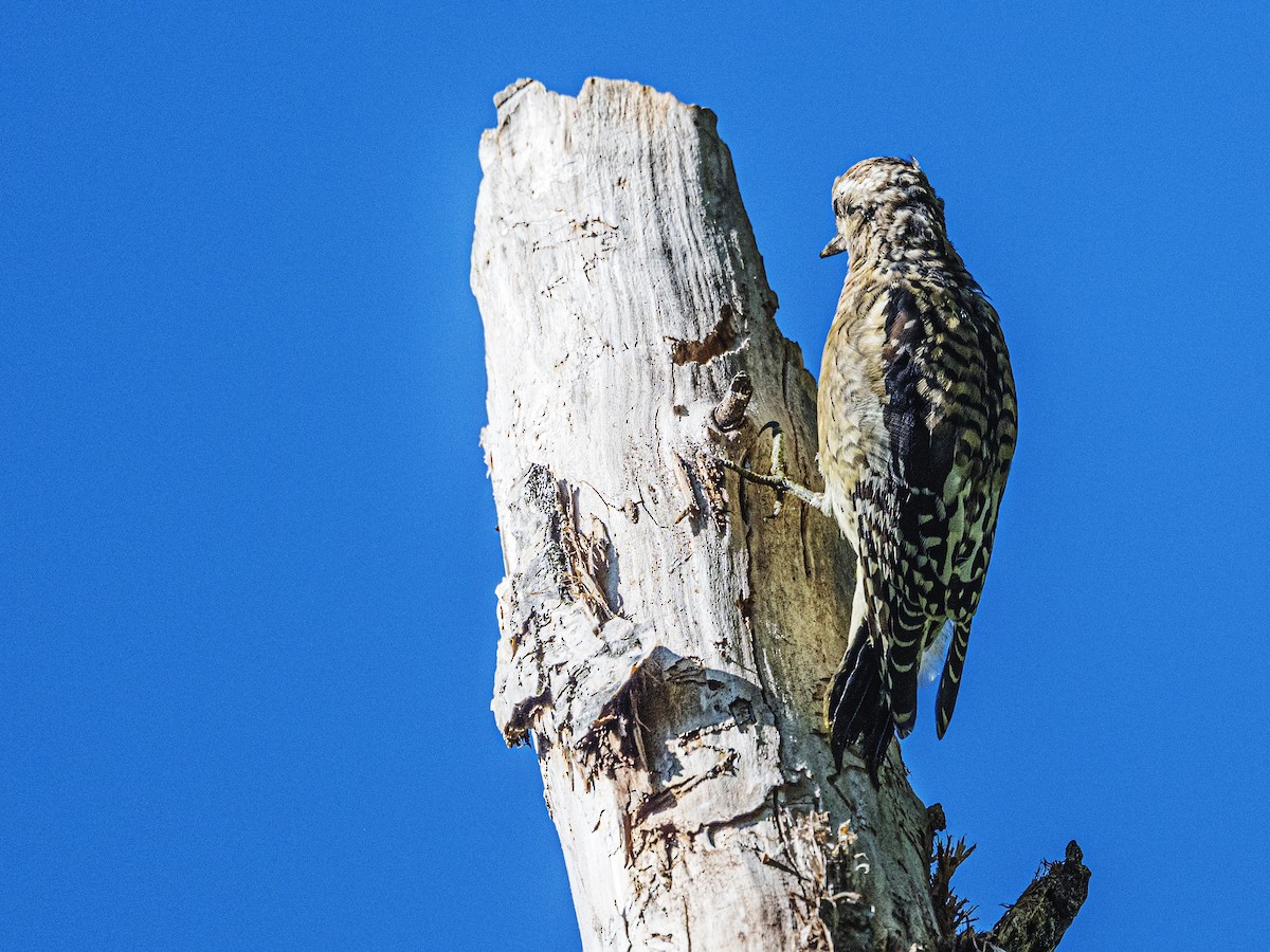 Yellow-bellied Sapsucker - ML642389231