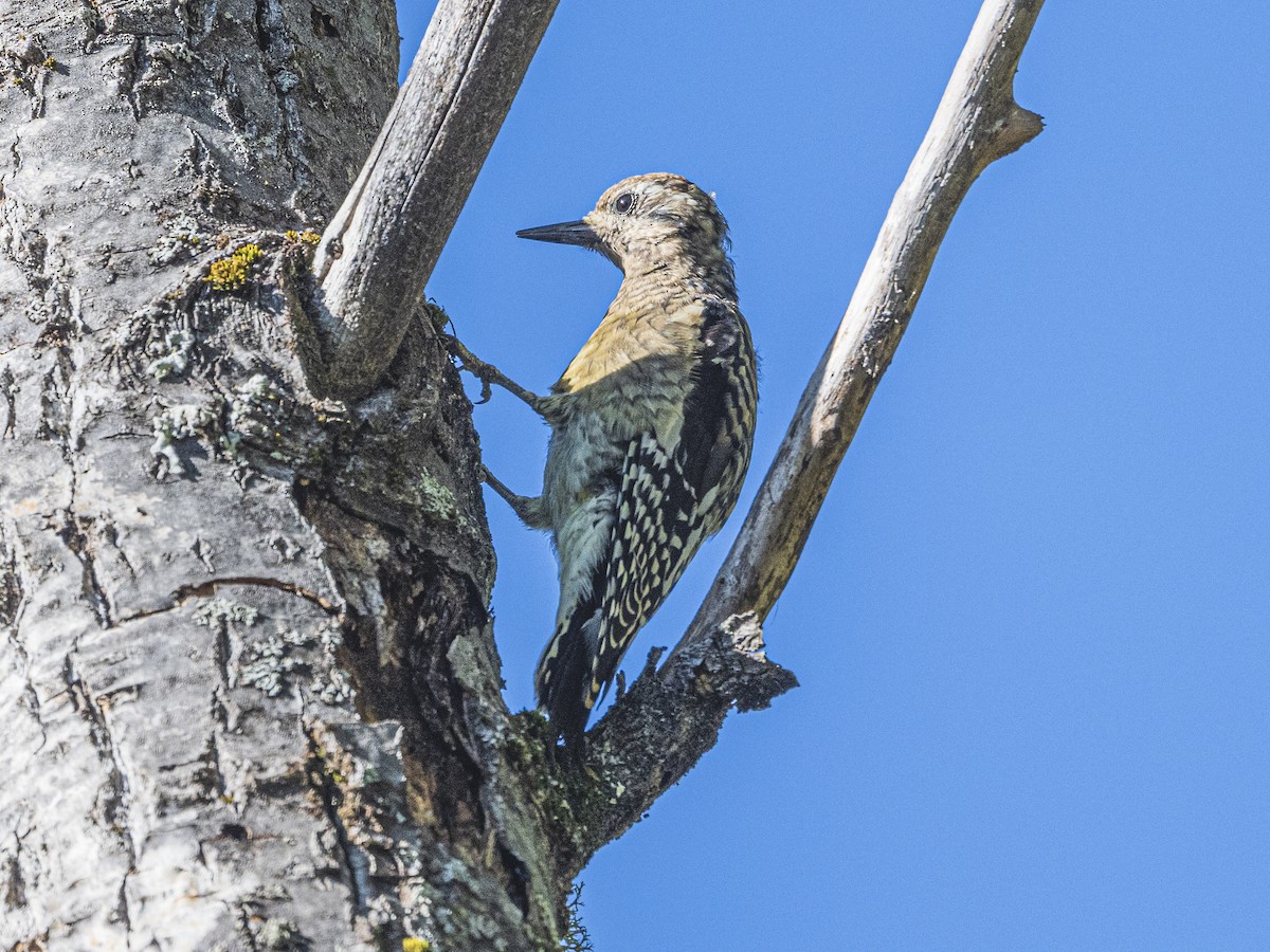 Yellow-bellied Sapsucker - ML642389232