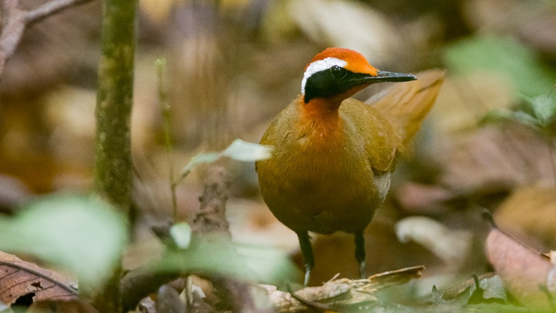 Malaysian Rail-babbler - ML642389241