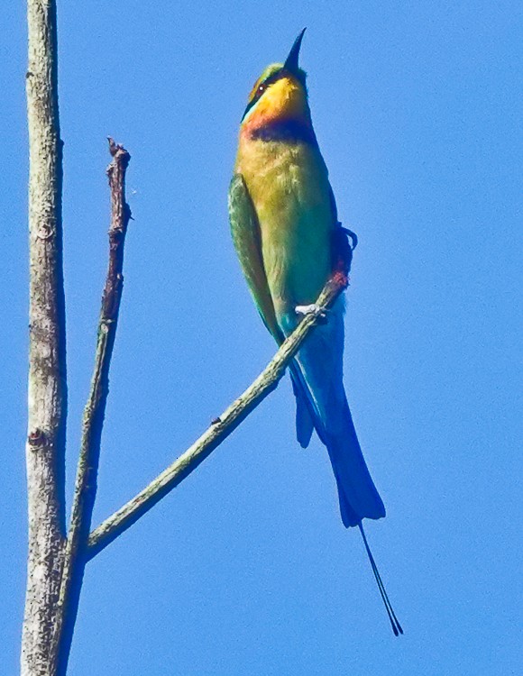 Abejaruco Australiano - ML642389242