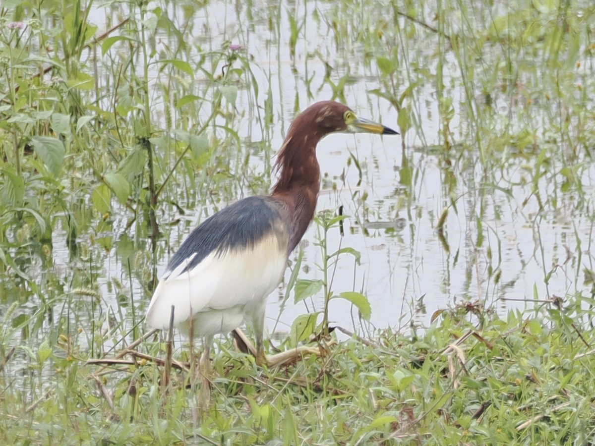 Chinese Pond-Heron - ML642389261