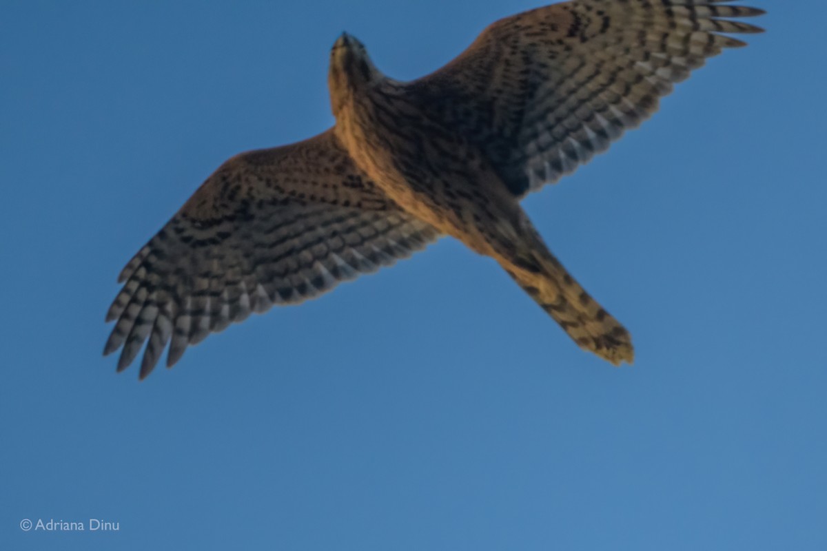 Eurasian Goshawk - ML642389265
