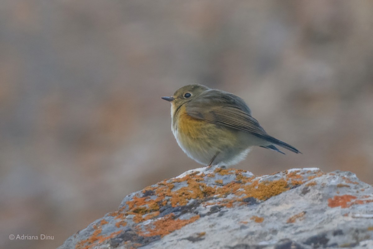 Red-flanked Bluetail - ML642389279