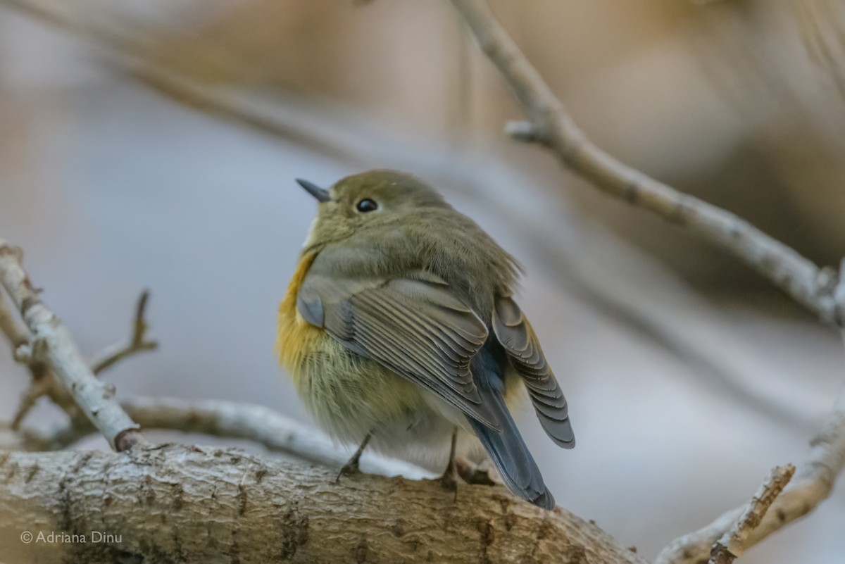 Red-flanked Bluetail - ML642389281
