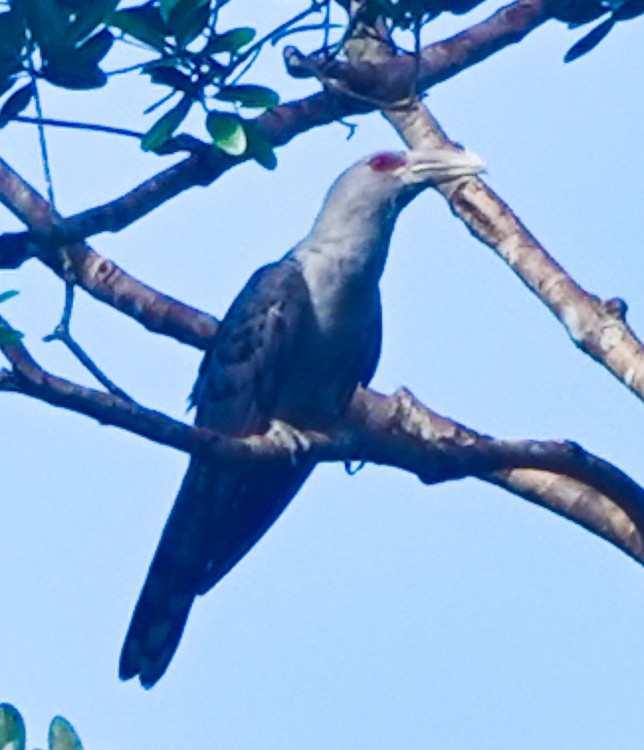 Cuco Tucán - ML642389317