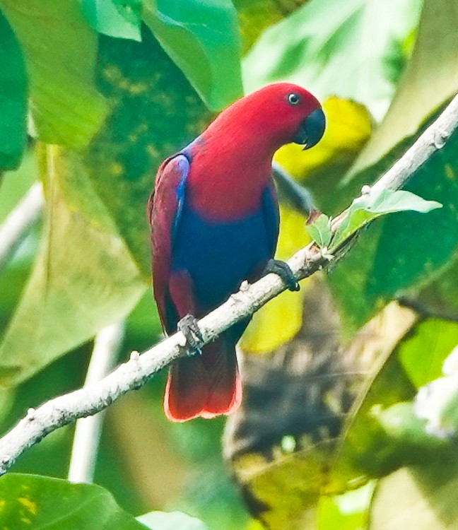 Loro Ecléctico de Nueva Guinea - ML642389324