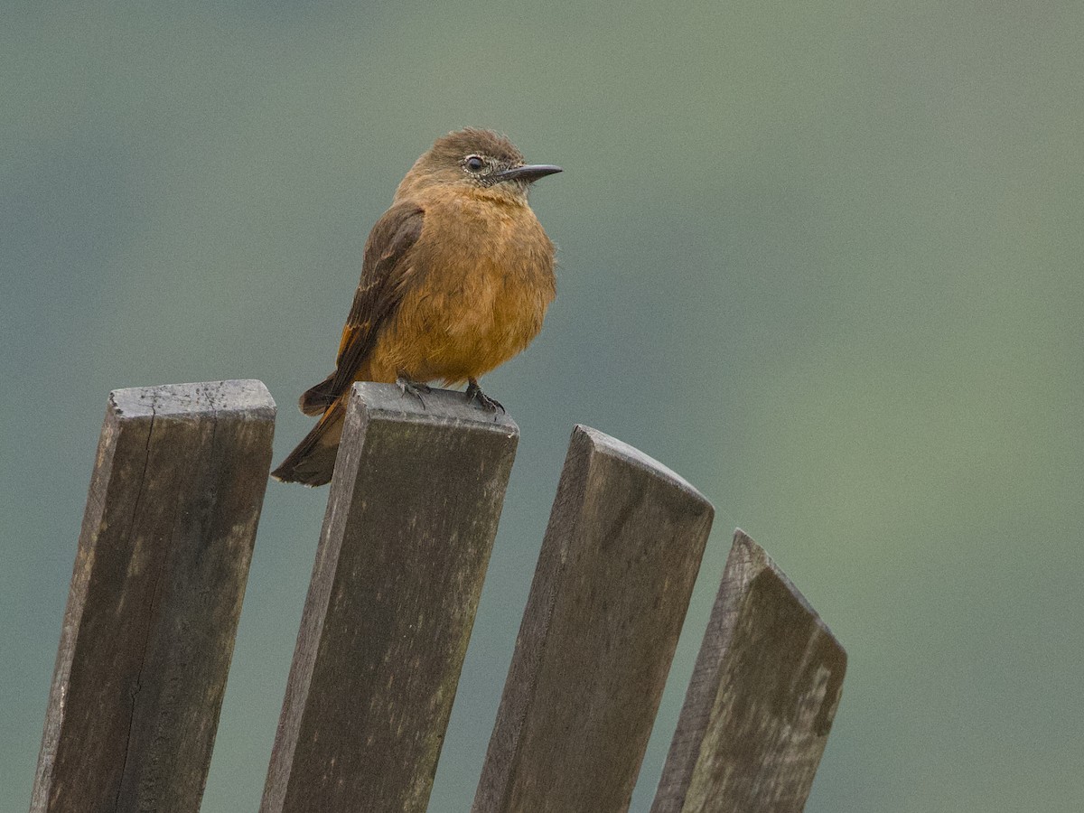 Cliff Flycatcher - ML642389332