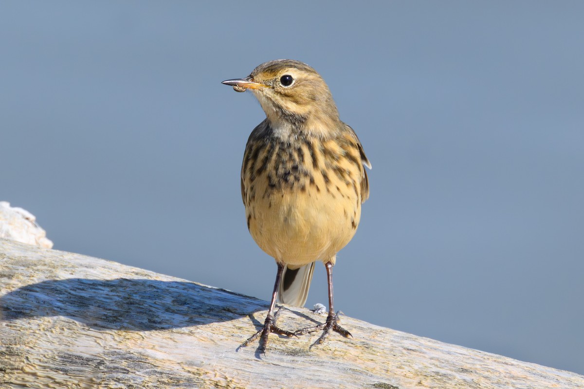 linduška tundrová - ML642389340