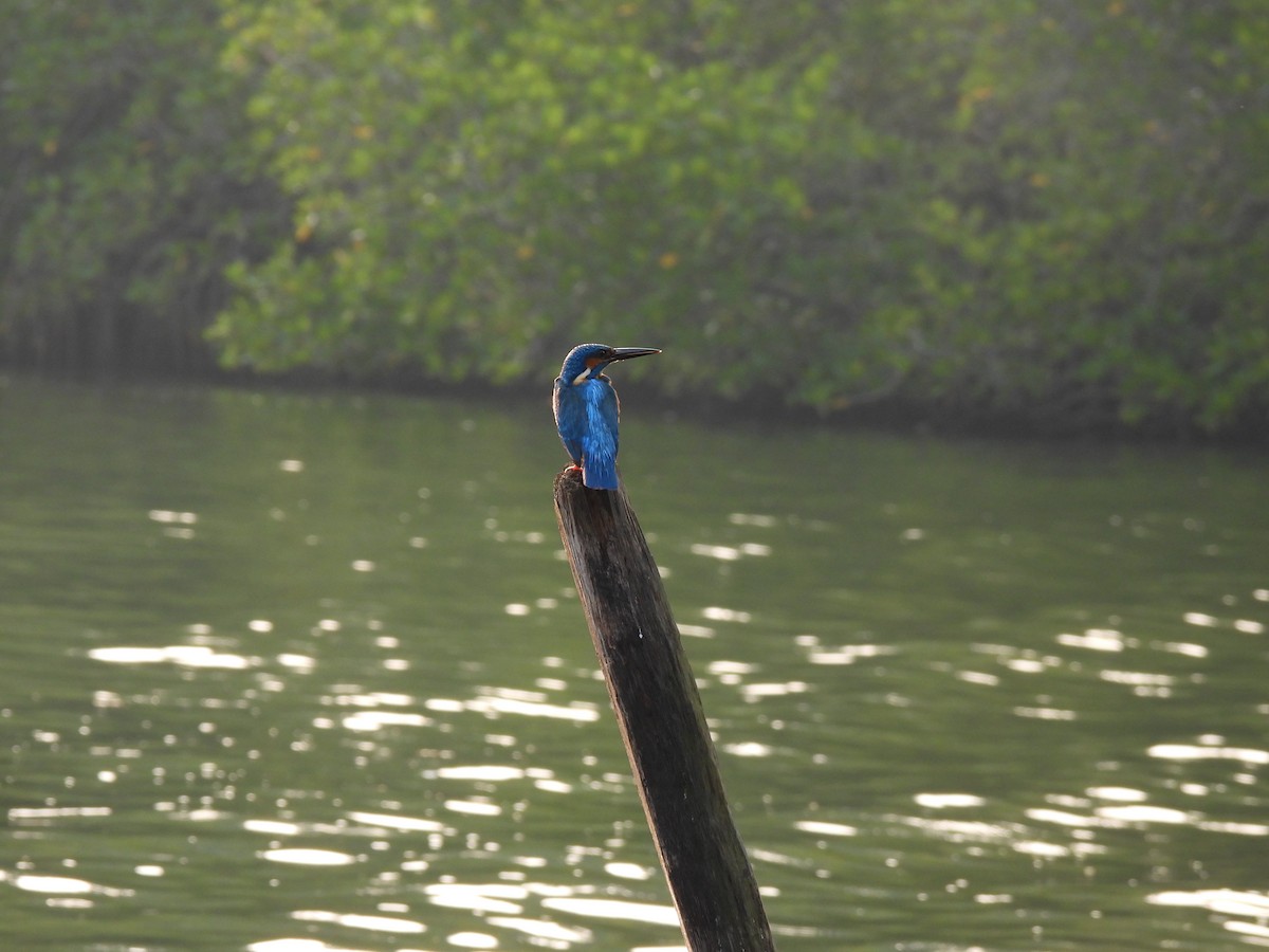Eisvogel - ML642389343