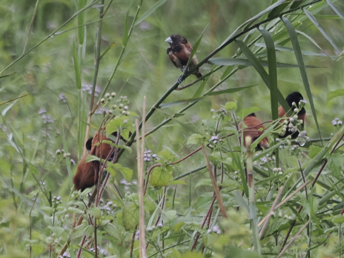 Chestnut Munia - ML642389377
