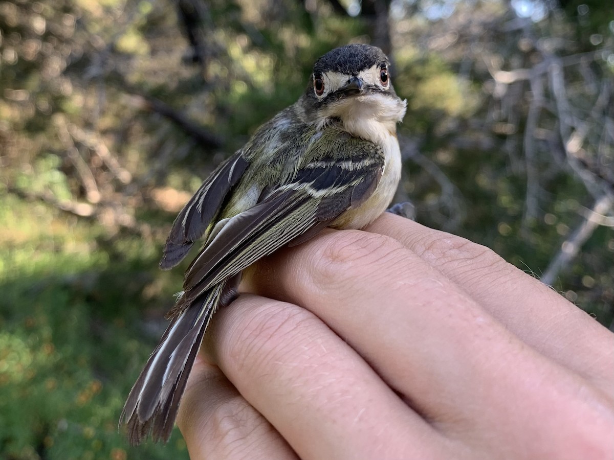 Black-capped Vireo - ML642389381