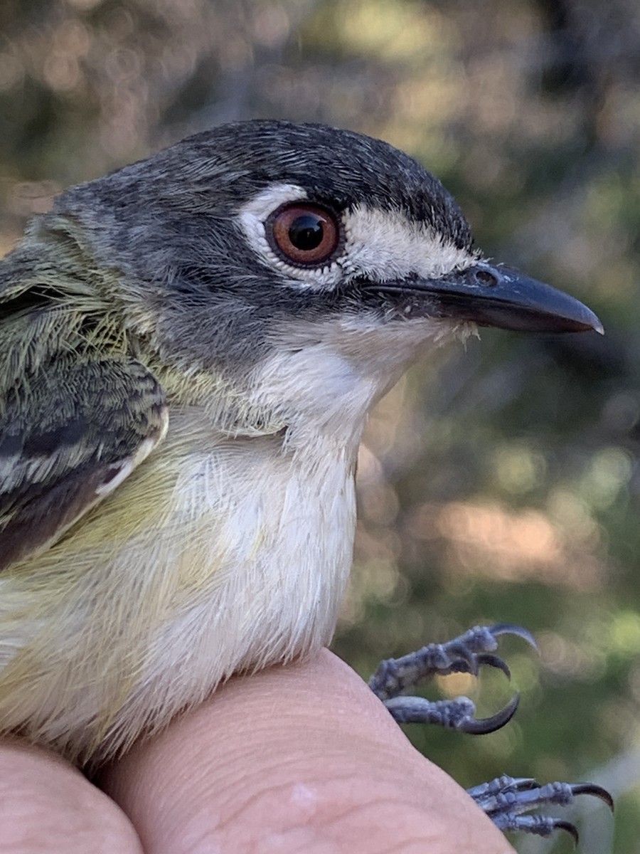 Black-capped Vireo - ML642389382