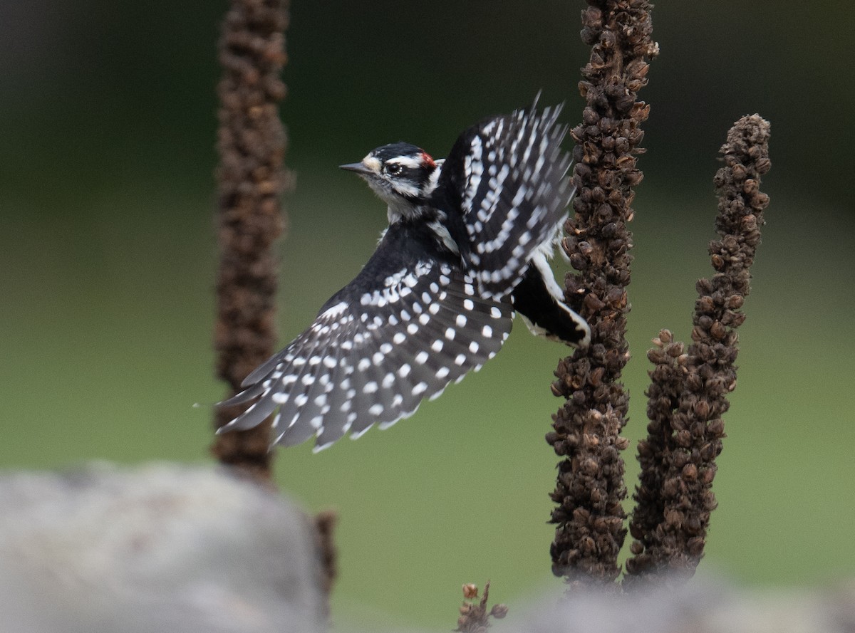 Downy Woodpecker - ML642389402