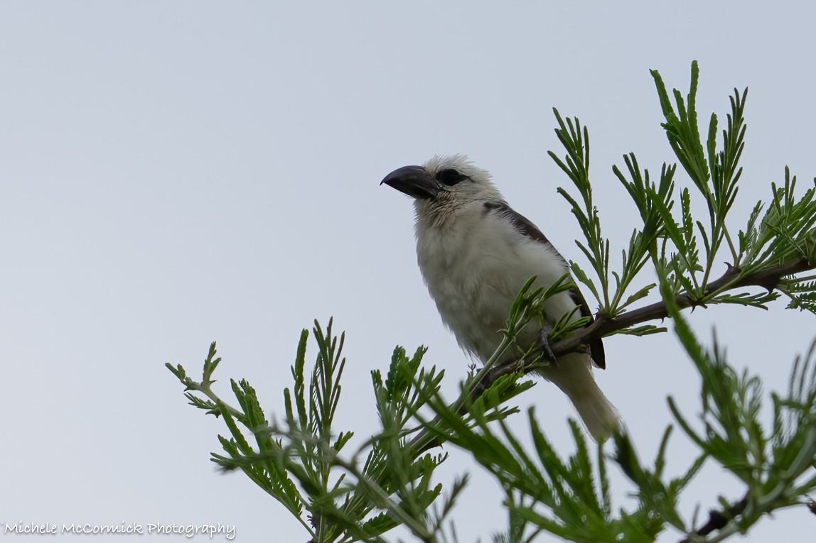 White-headed Barbet - ML642389424